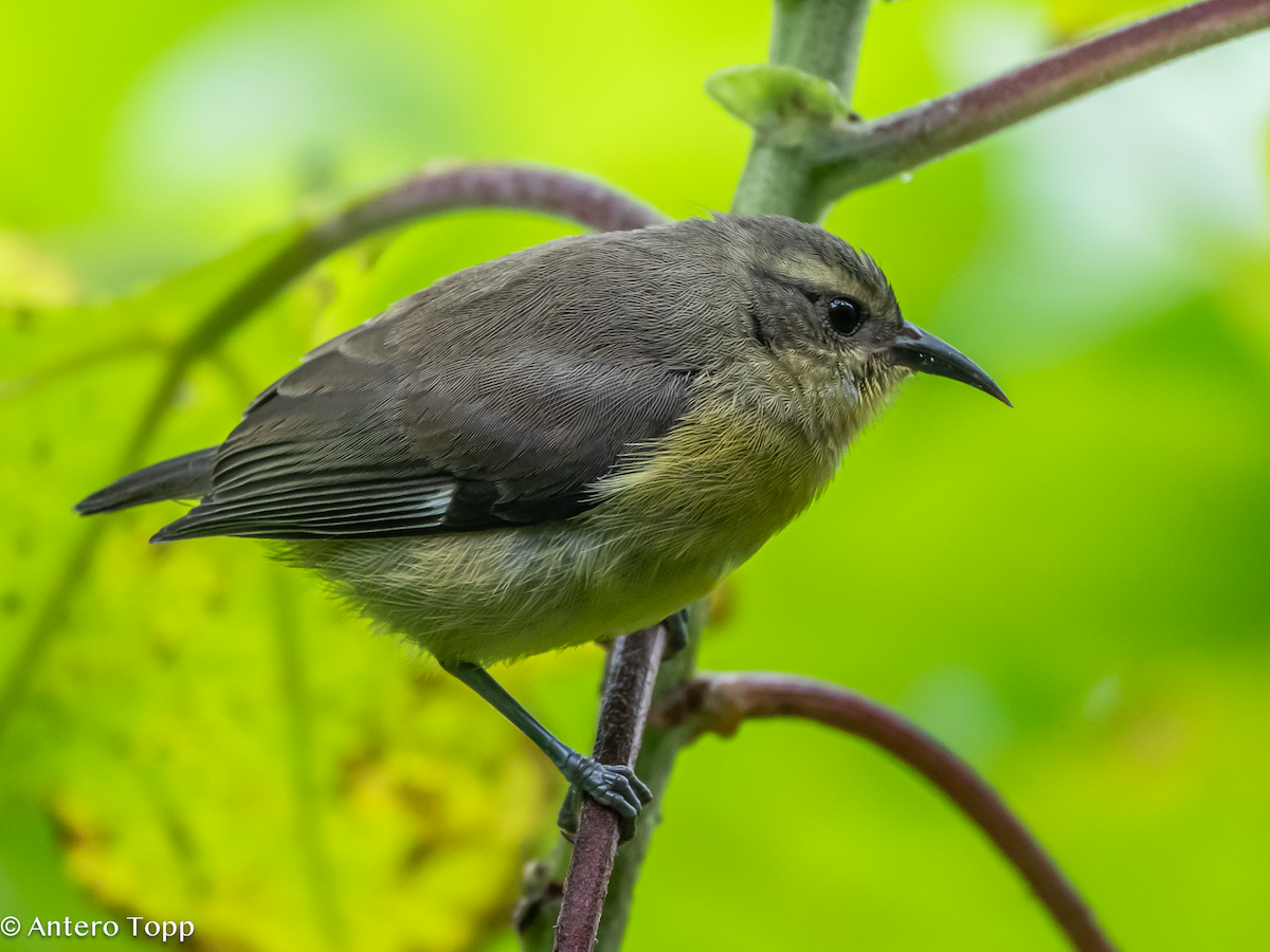 Zuckervogel - ML646236828