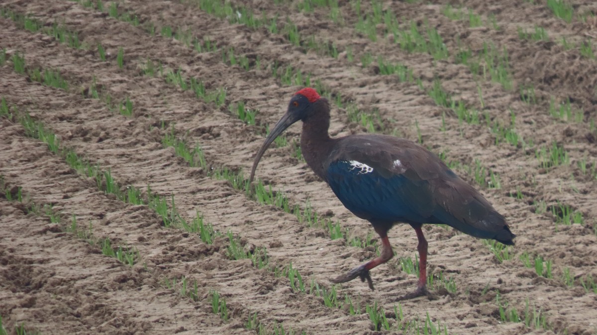 Warzenibis - ML646236829