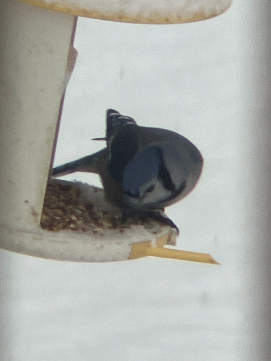 Blauhäher - ML646236830