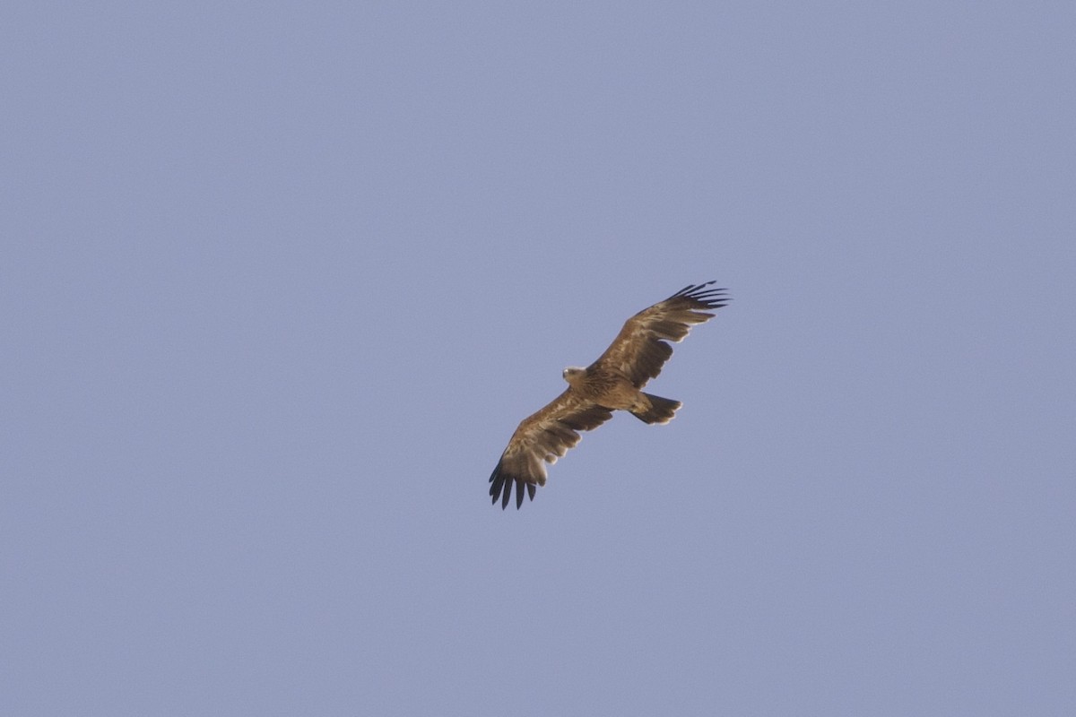 Kaiseradler - ML646236831