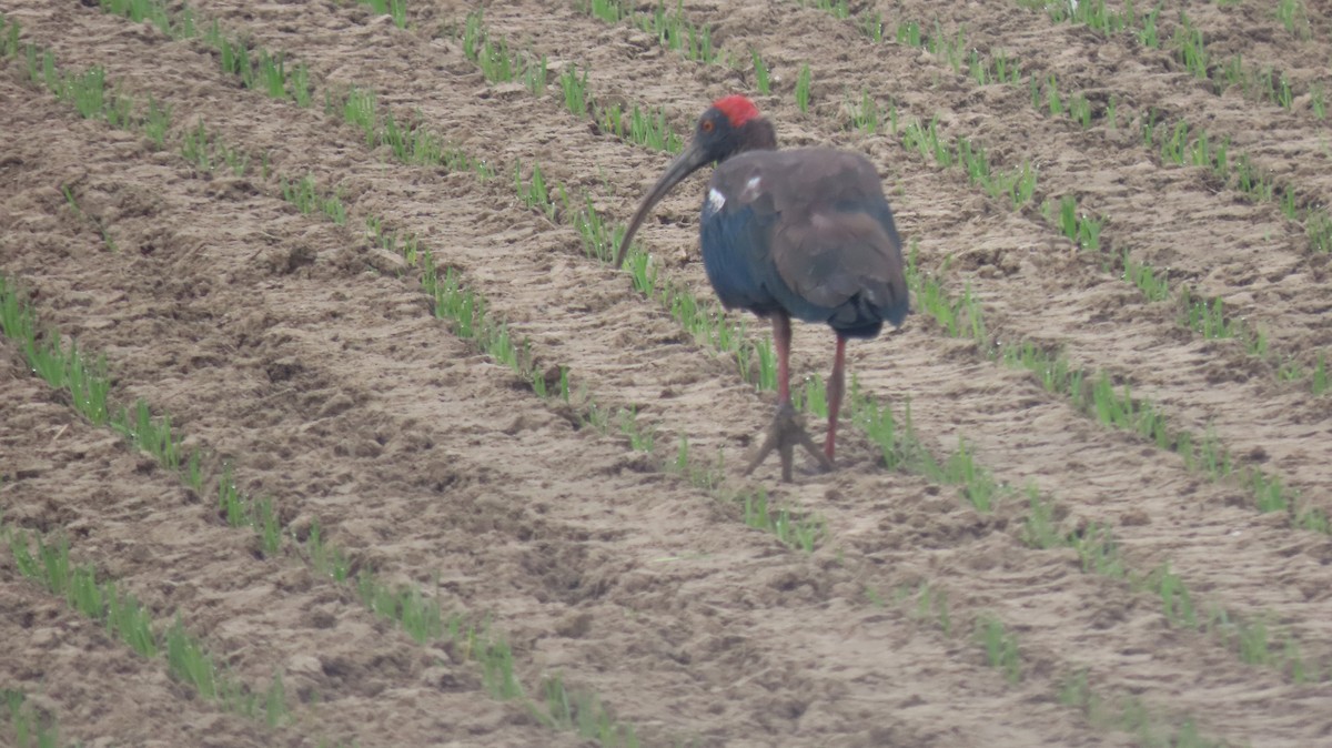 Warzenibis - ML646236832