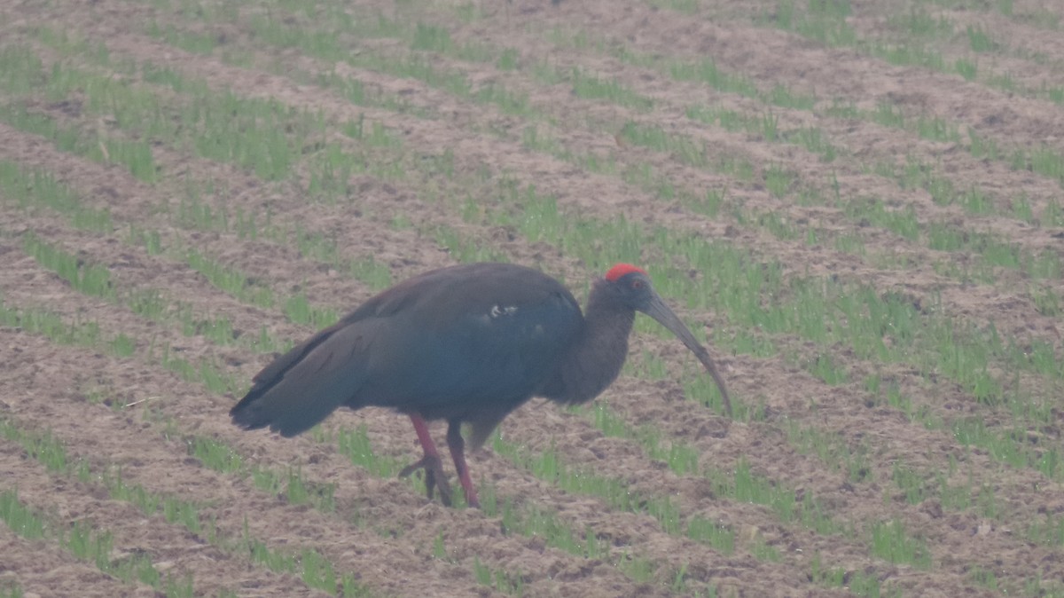 Warzenibis - ML646236833