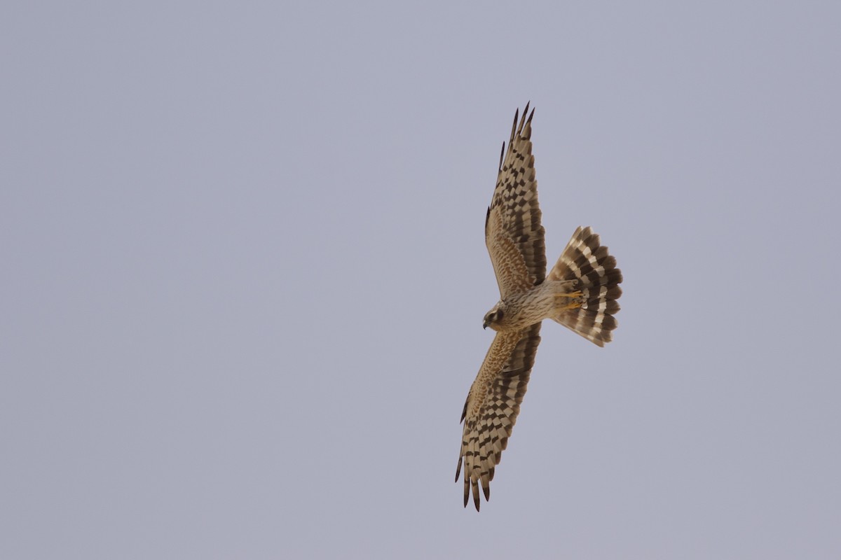 Wiesenweihe - ML646236835