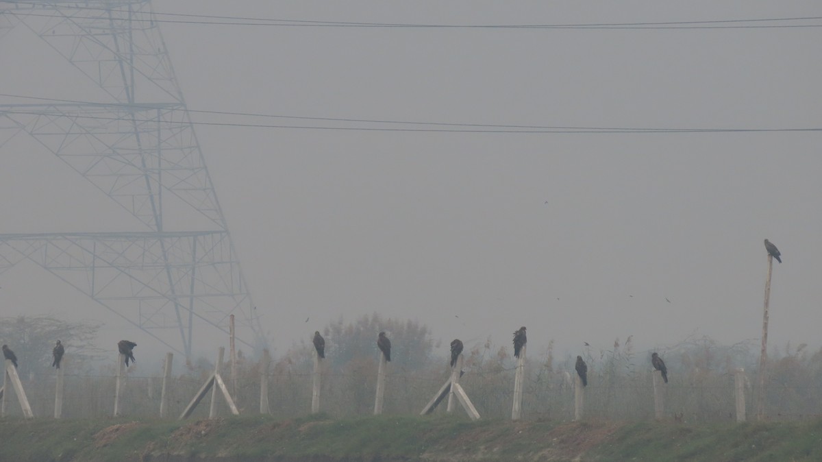 Schwarzmilan - ML646236836