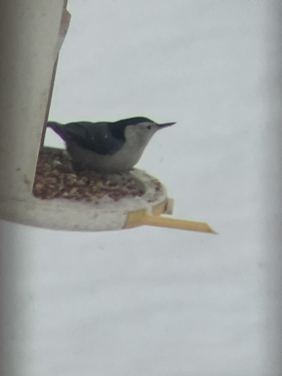 Weißbrustkleiber (carolinensis) - ML646236842