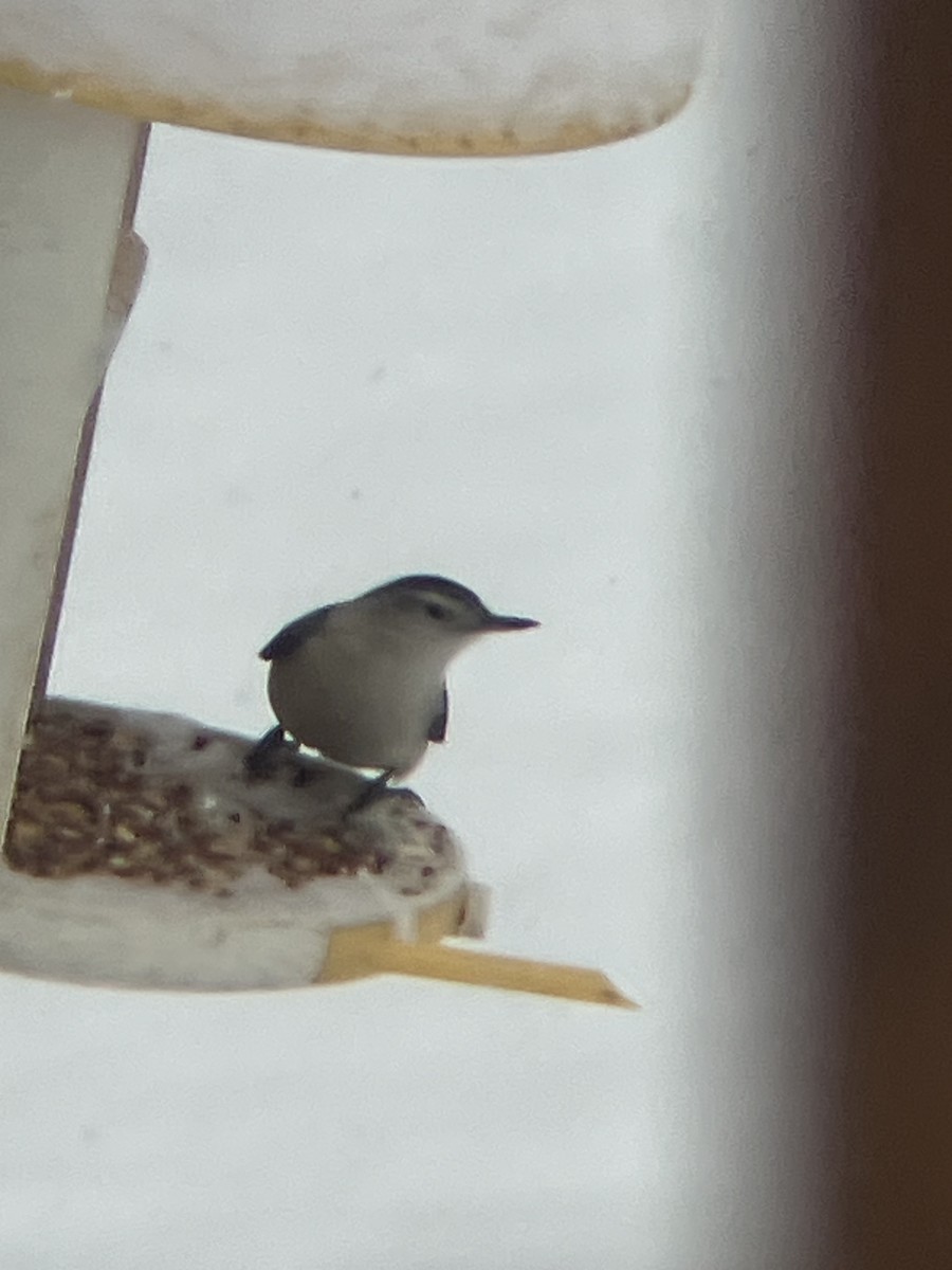 Weißbrustkleiber (carolinensis) - ML646236843