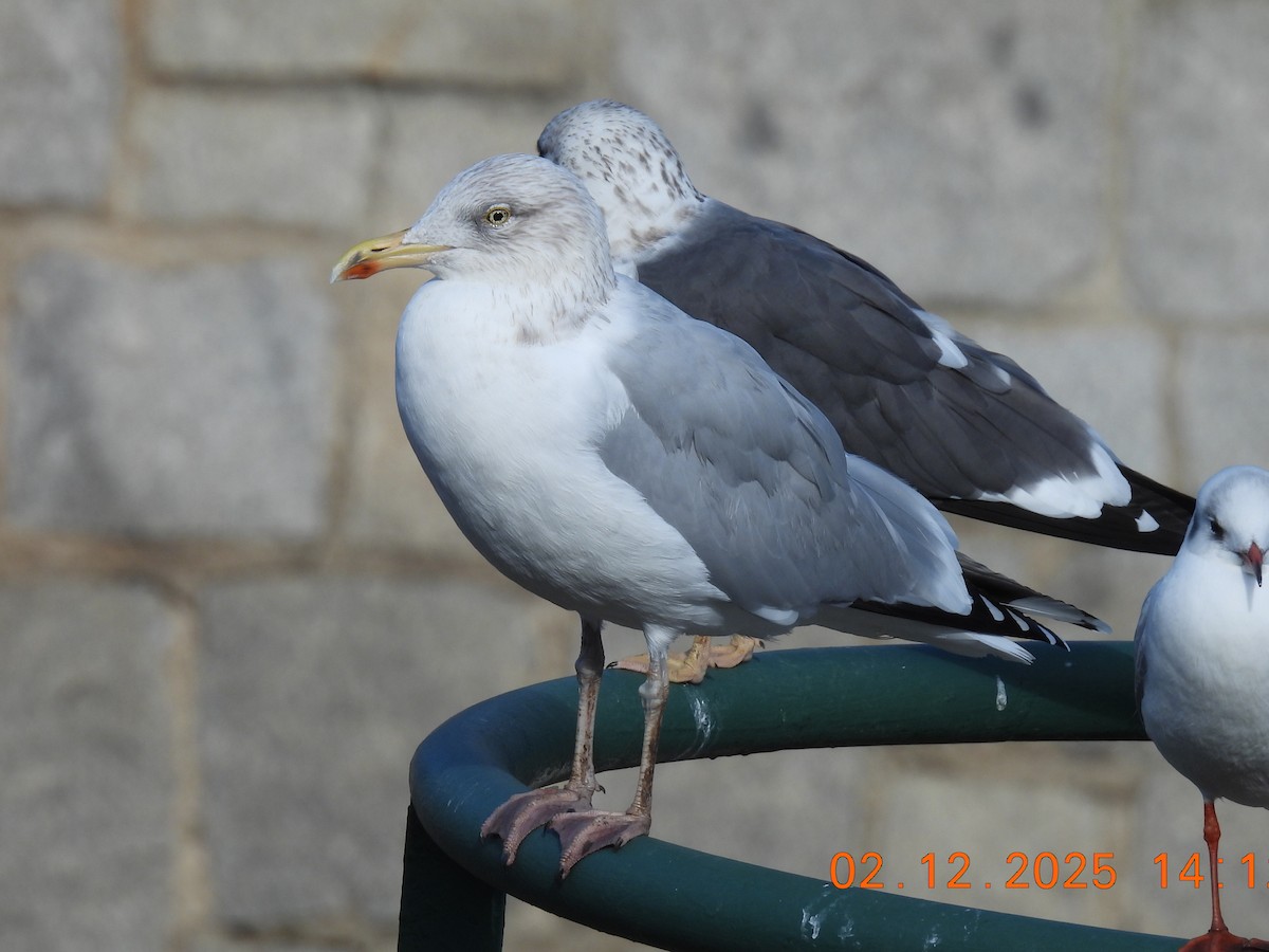 Silbermöwe - ML646236845