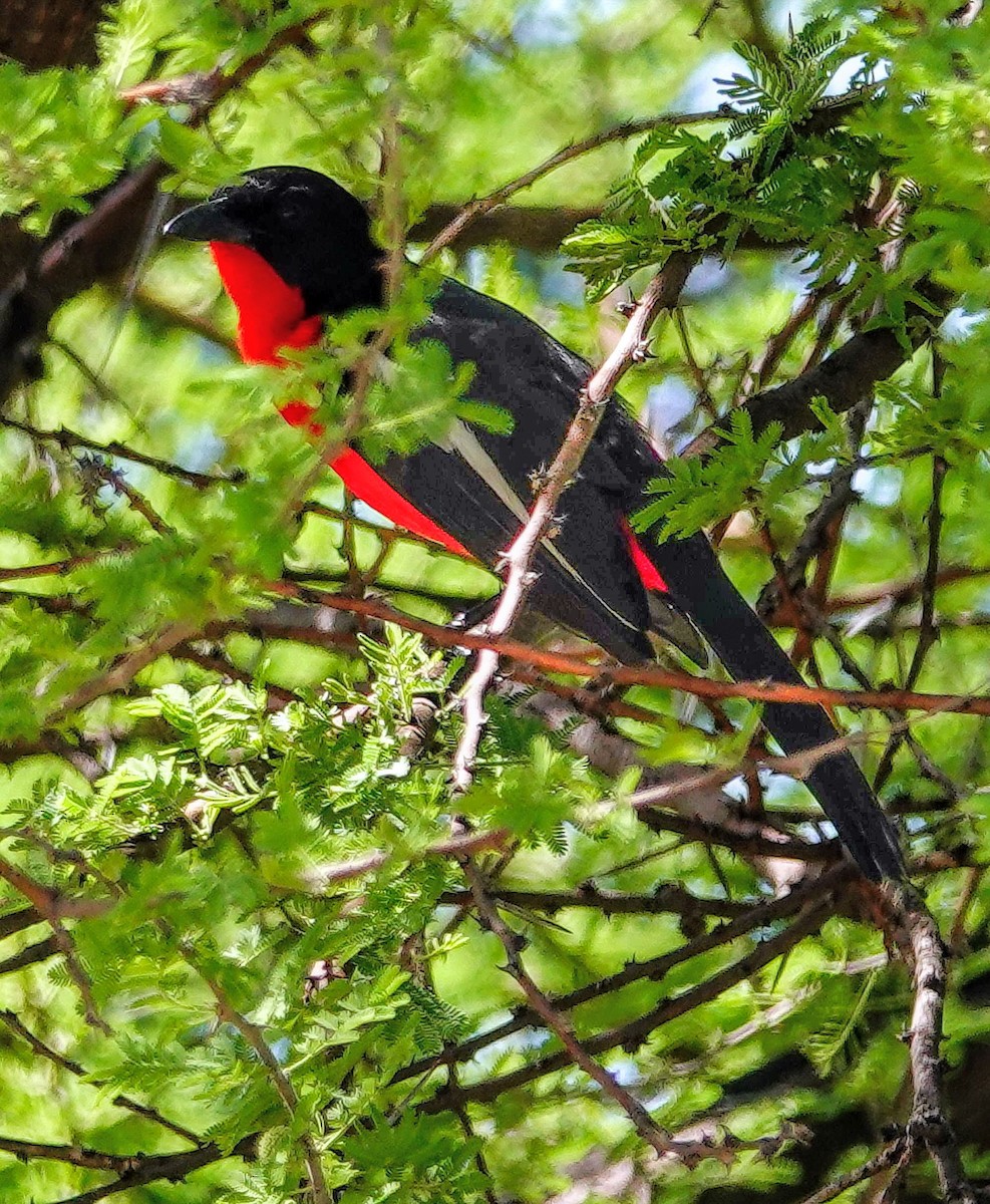 Rotbauchwürger - ML646236846