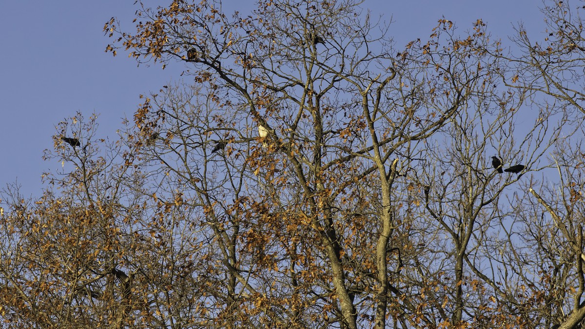 Amerikakrähe - ML646236848