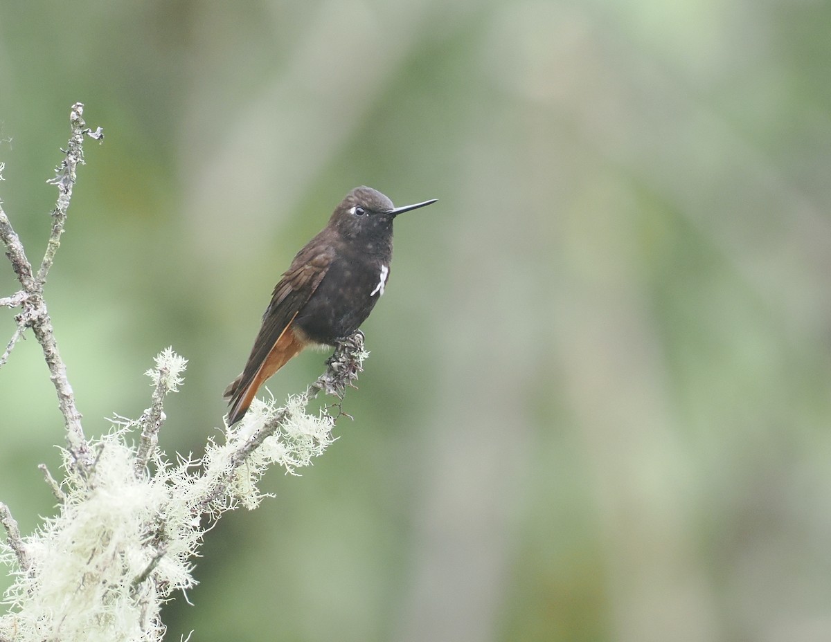 Schwarzkopfkolibri - ML646236849