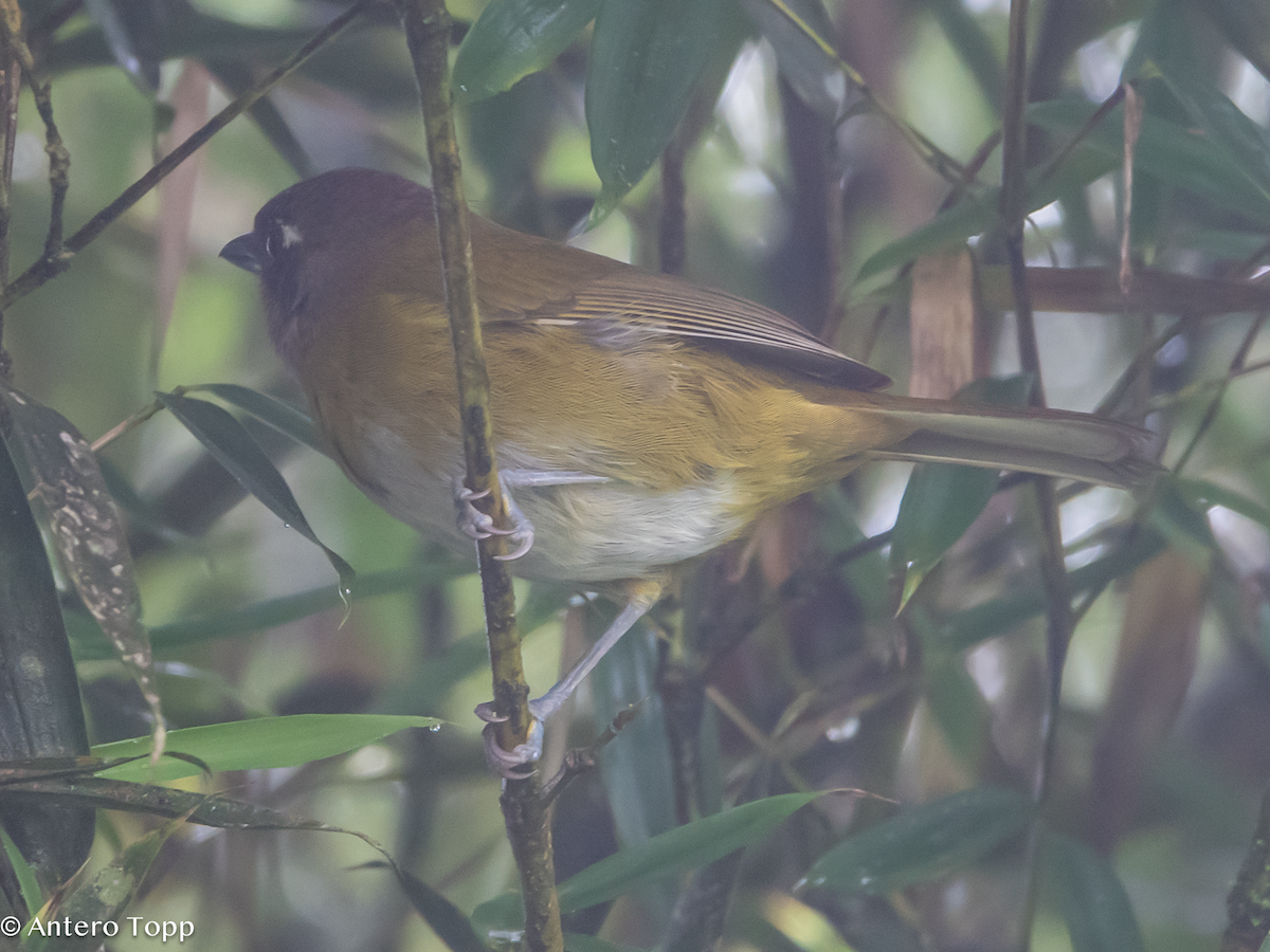 Finkengrünammer - ML646236851