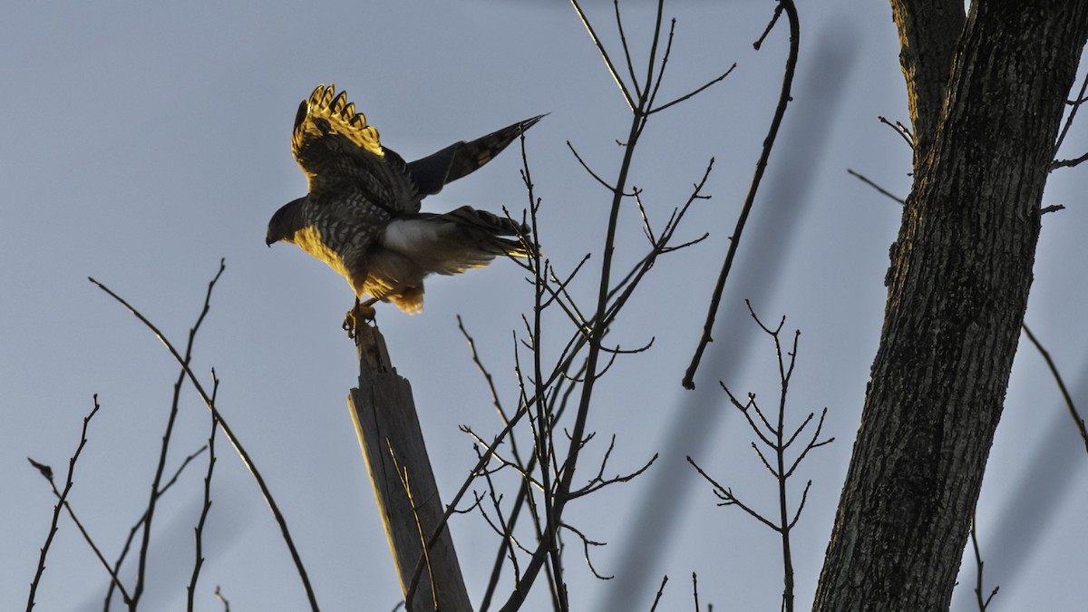 Rundschwanzhabicht - ML646236852