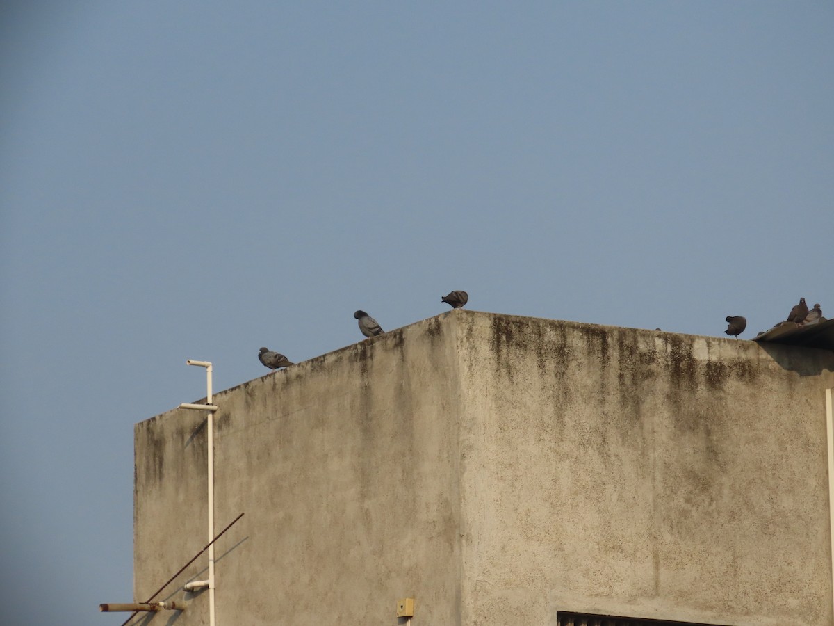 Felsentaube (Straßentaube) - ML646236854