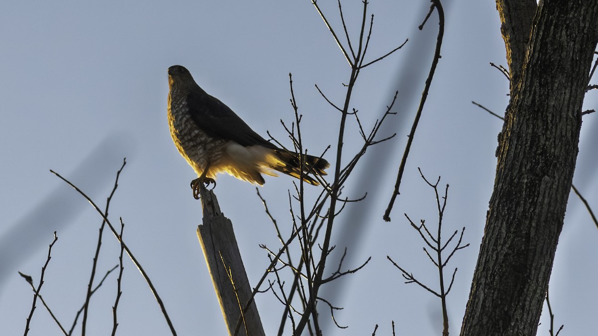 Rundschwanzhabicht - ML646236855