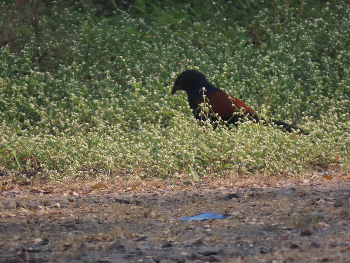 Heckenkuckuck - ML646236857