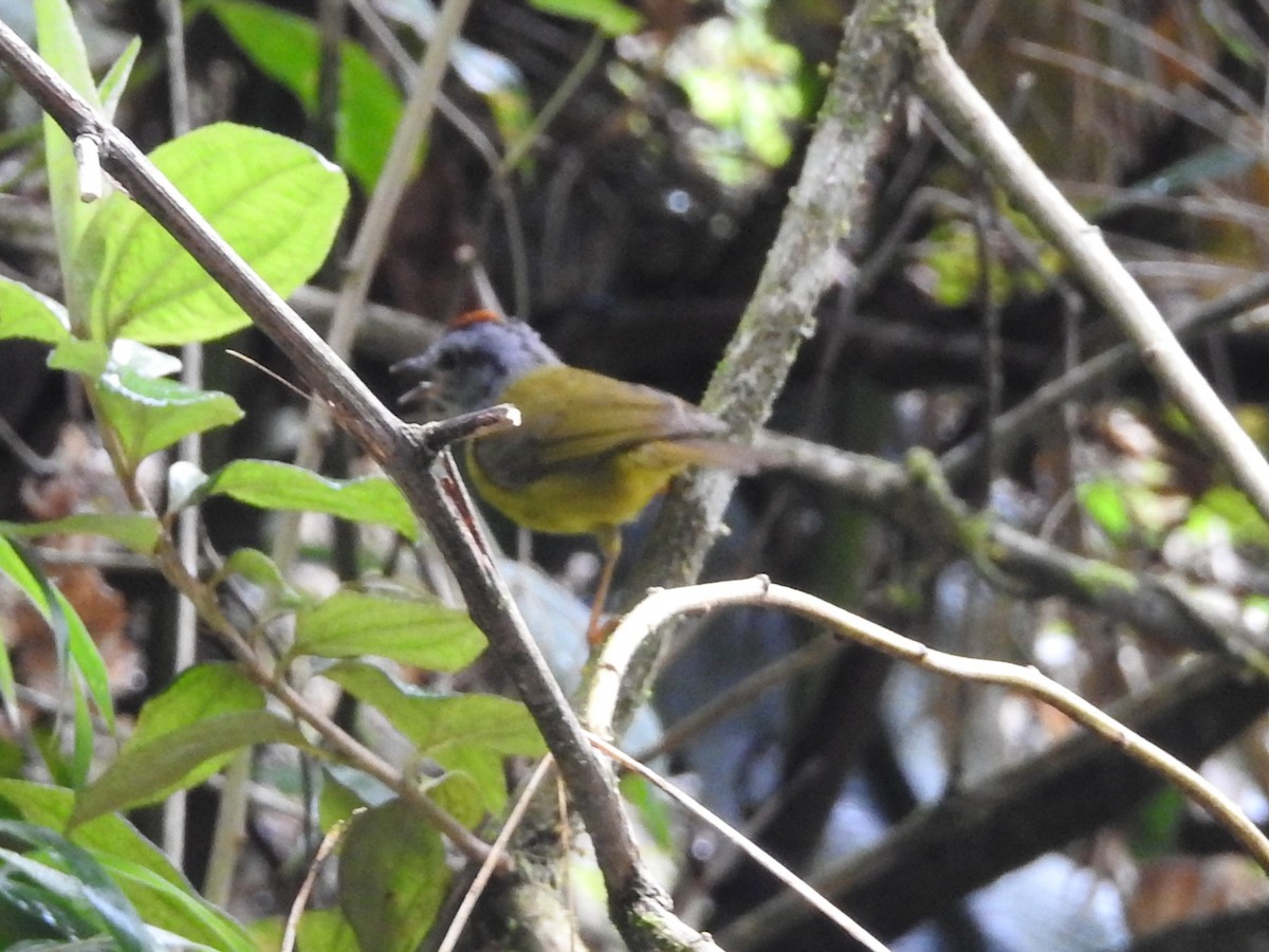 Goldscheitel-Waldsänger - ML646236859