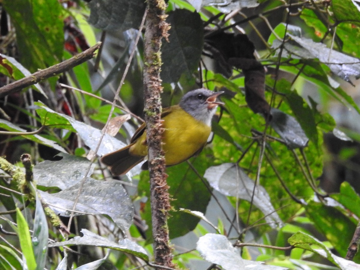 Goldscheitel-Waldsänger - ML646236860