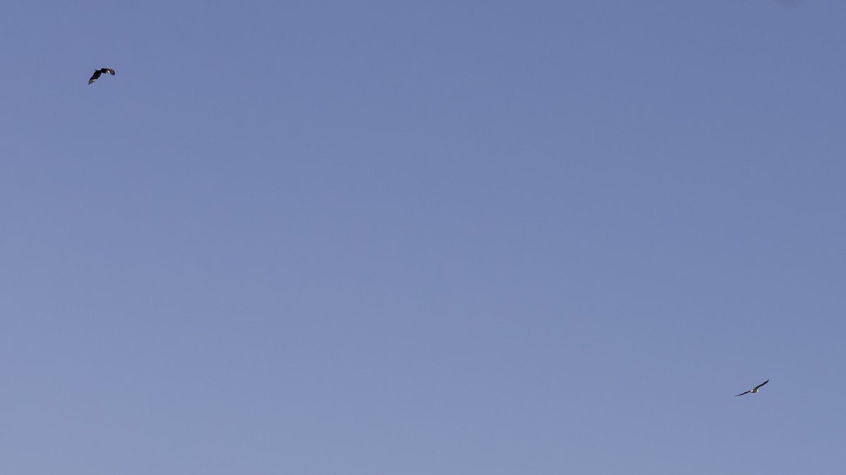 Weißkopf-Seeadler - ML646236861