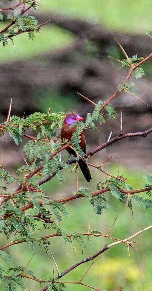 Granatastrild - ML646236862