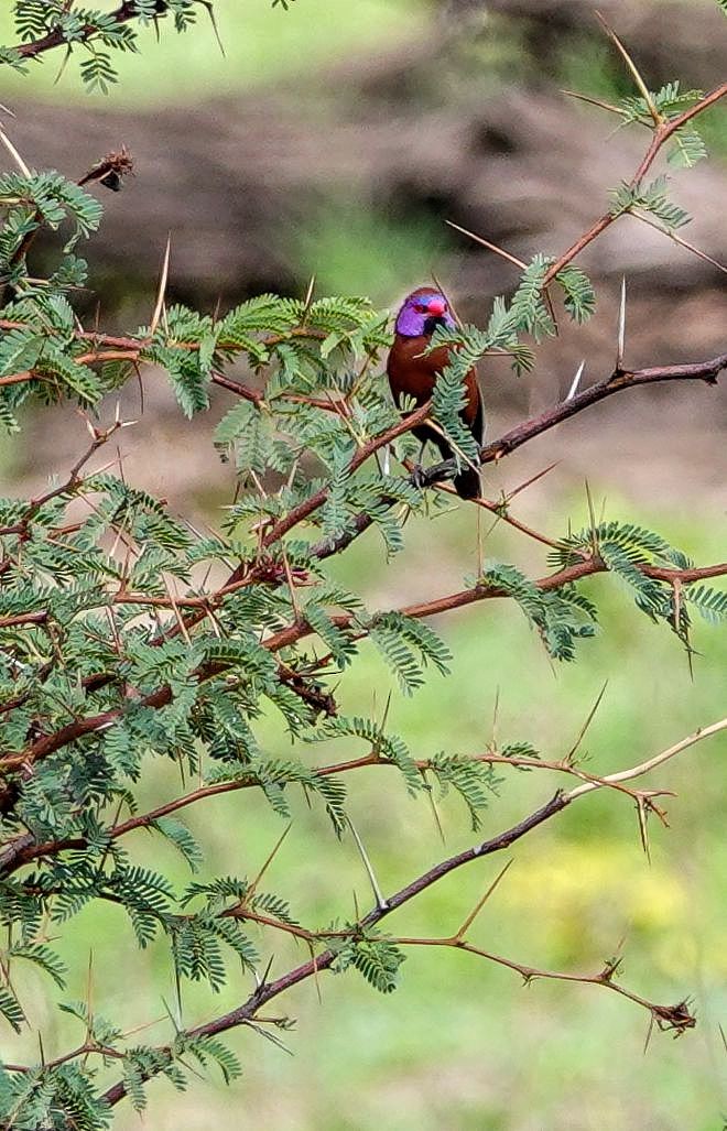 Granatastrild - ML646236863