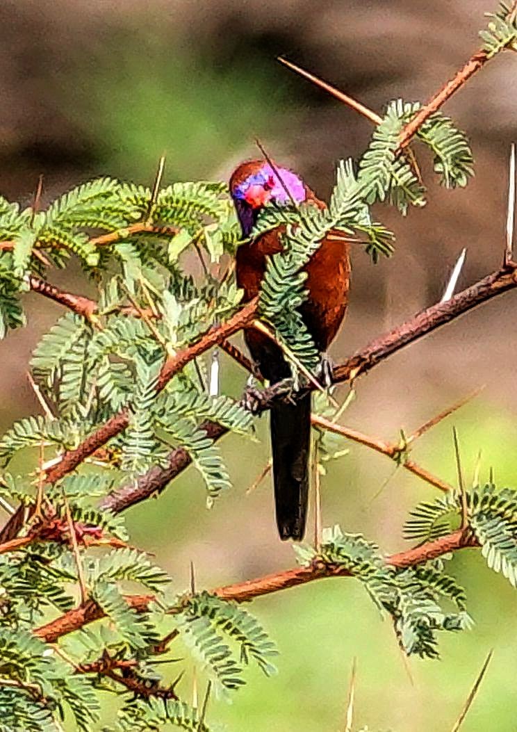 Granatastrild - ML646236864