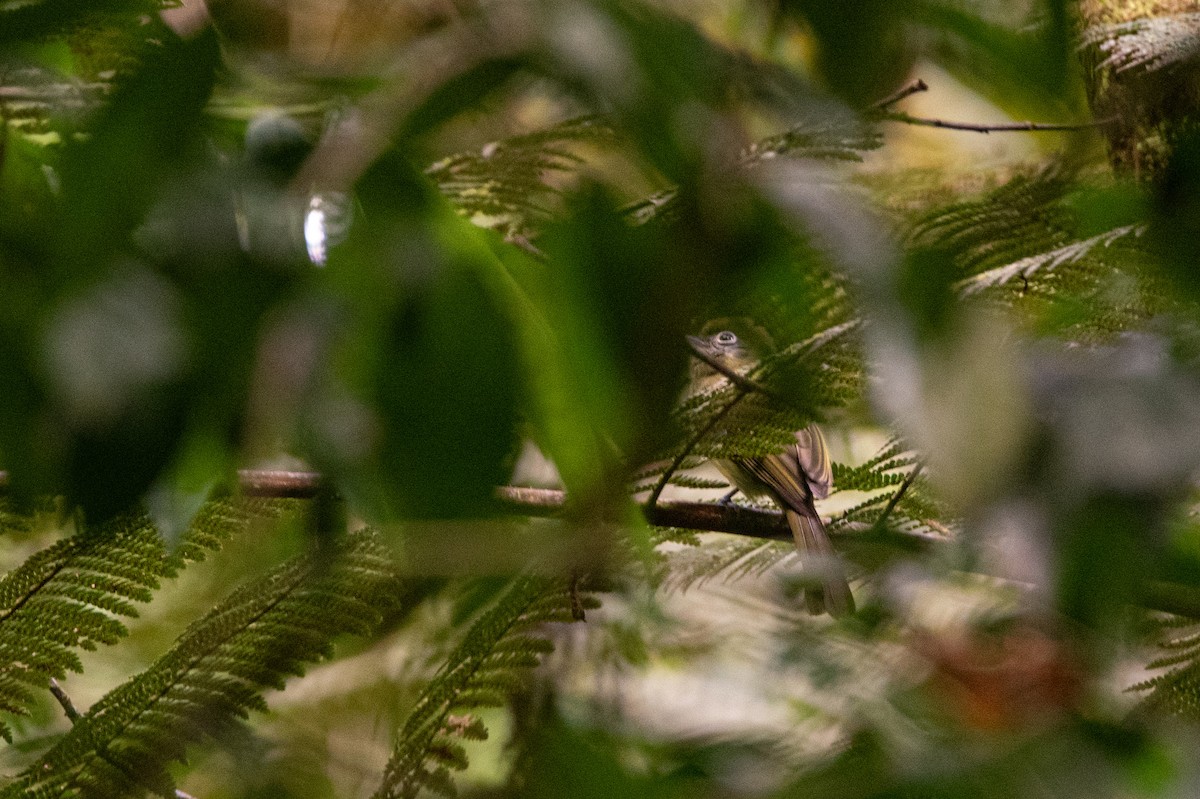 Eye-ringed Flatbill - ML646236867