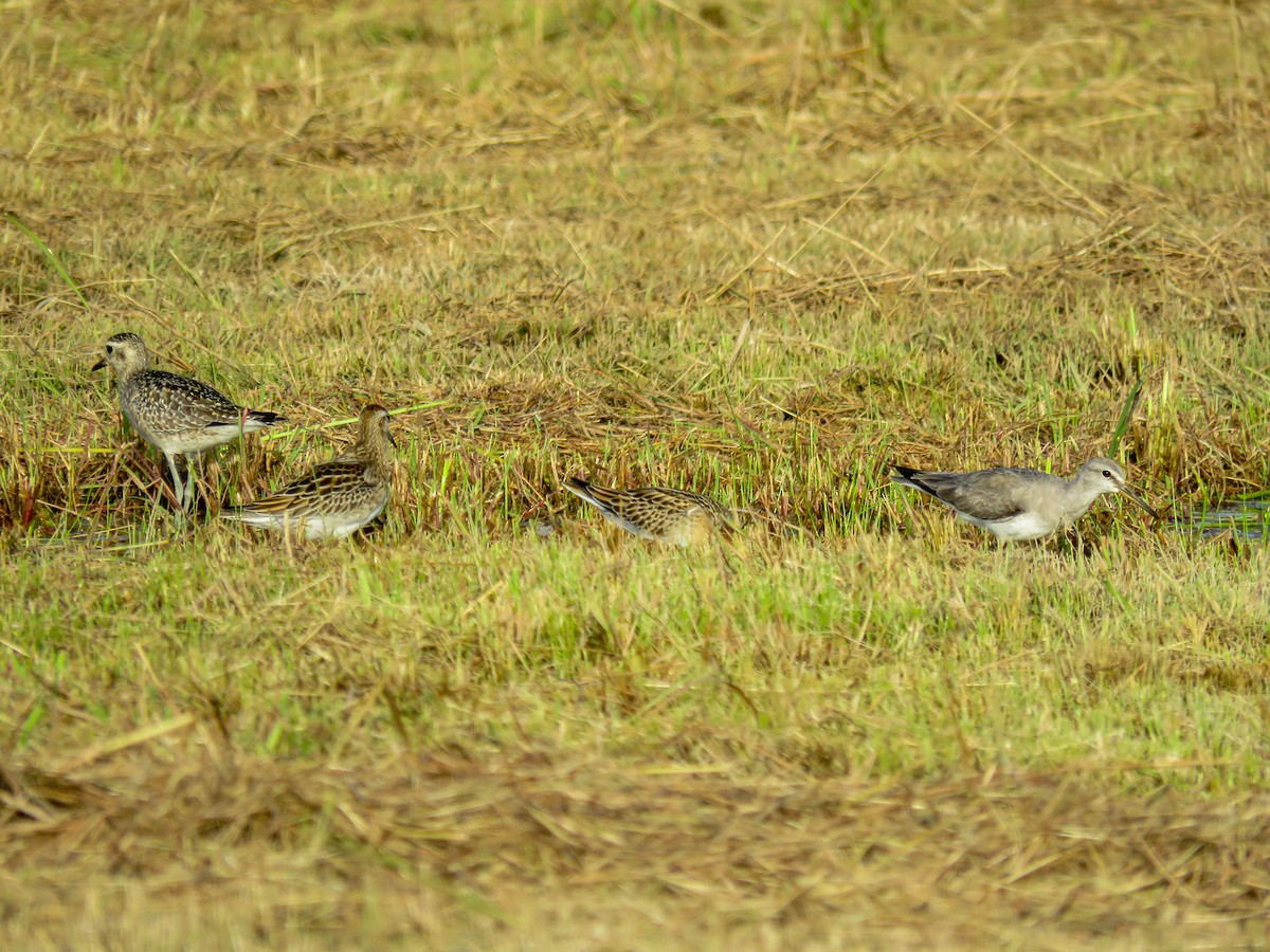 Gray-tailed Tattler - ML646236868