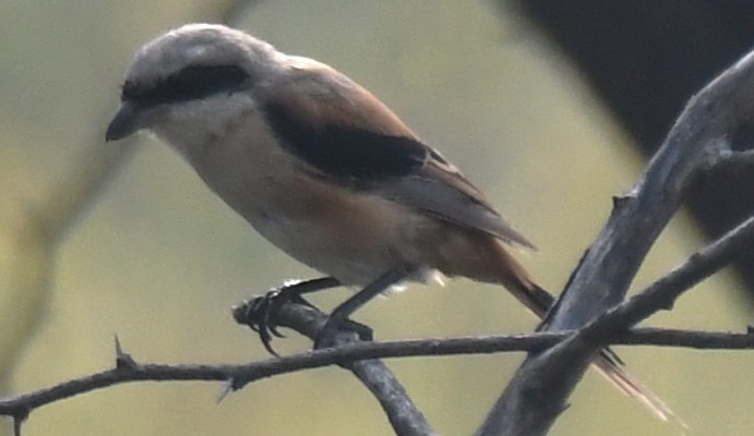 Bay-backed Shrike - ML646236870