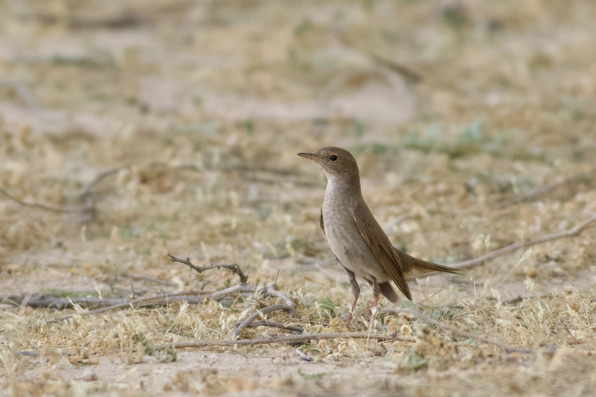 Ipar-urretxindorra - ML646236881