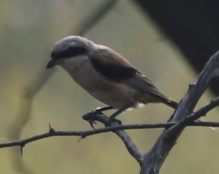 Bay-backed Shrike - ML646236888