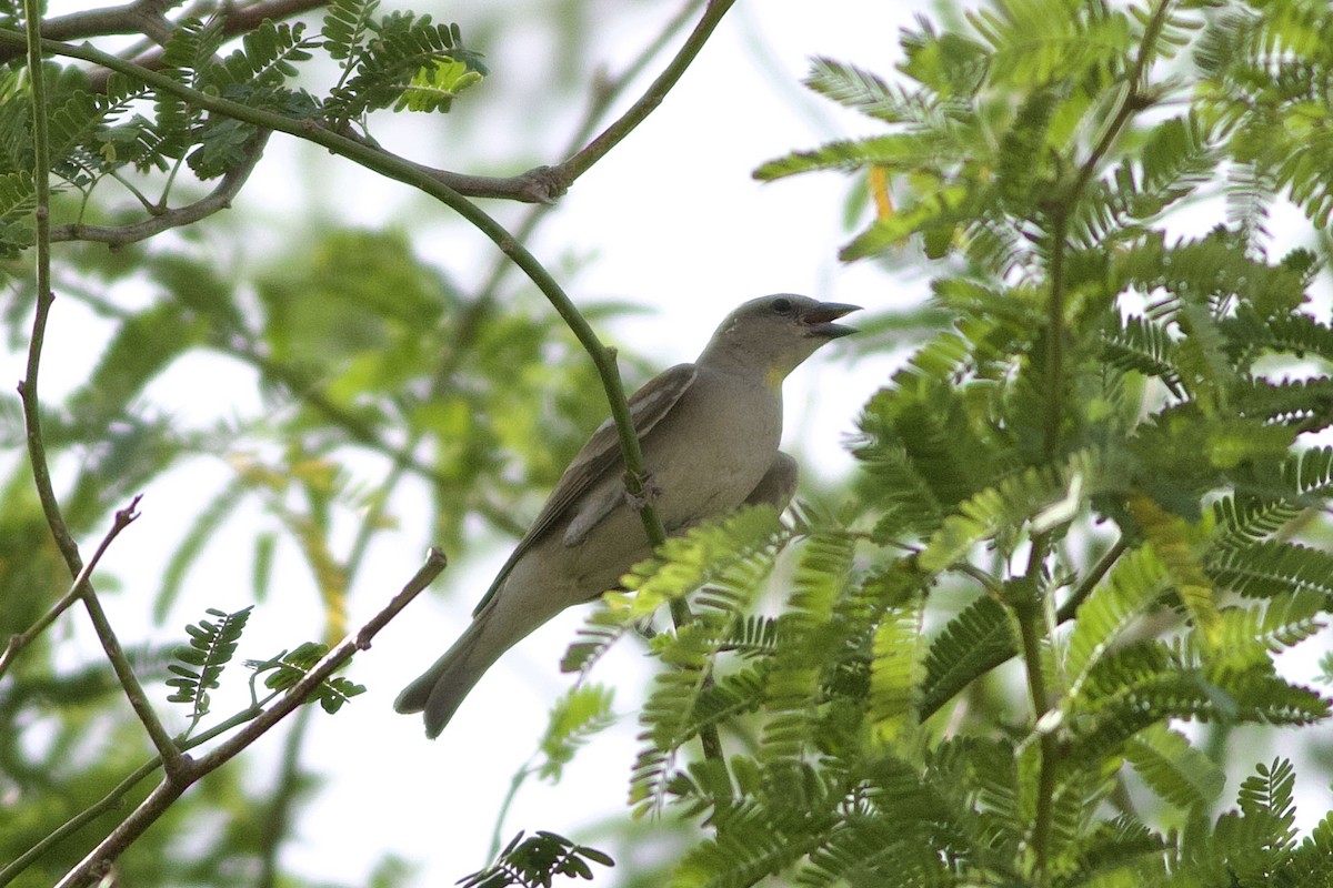 Yellow-throated Sparrow - ML646236891