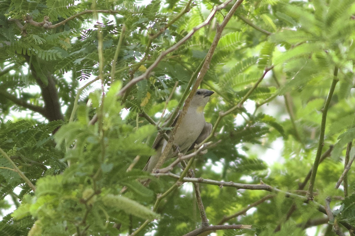 Yellow-throated Sparrow - ML646236892