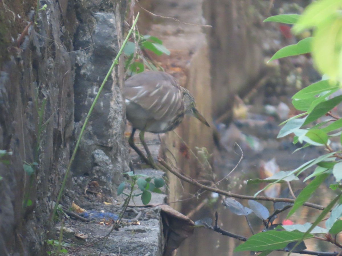 Indian Pond-Heron - ML646236893