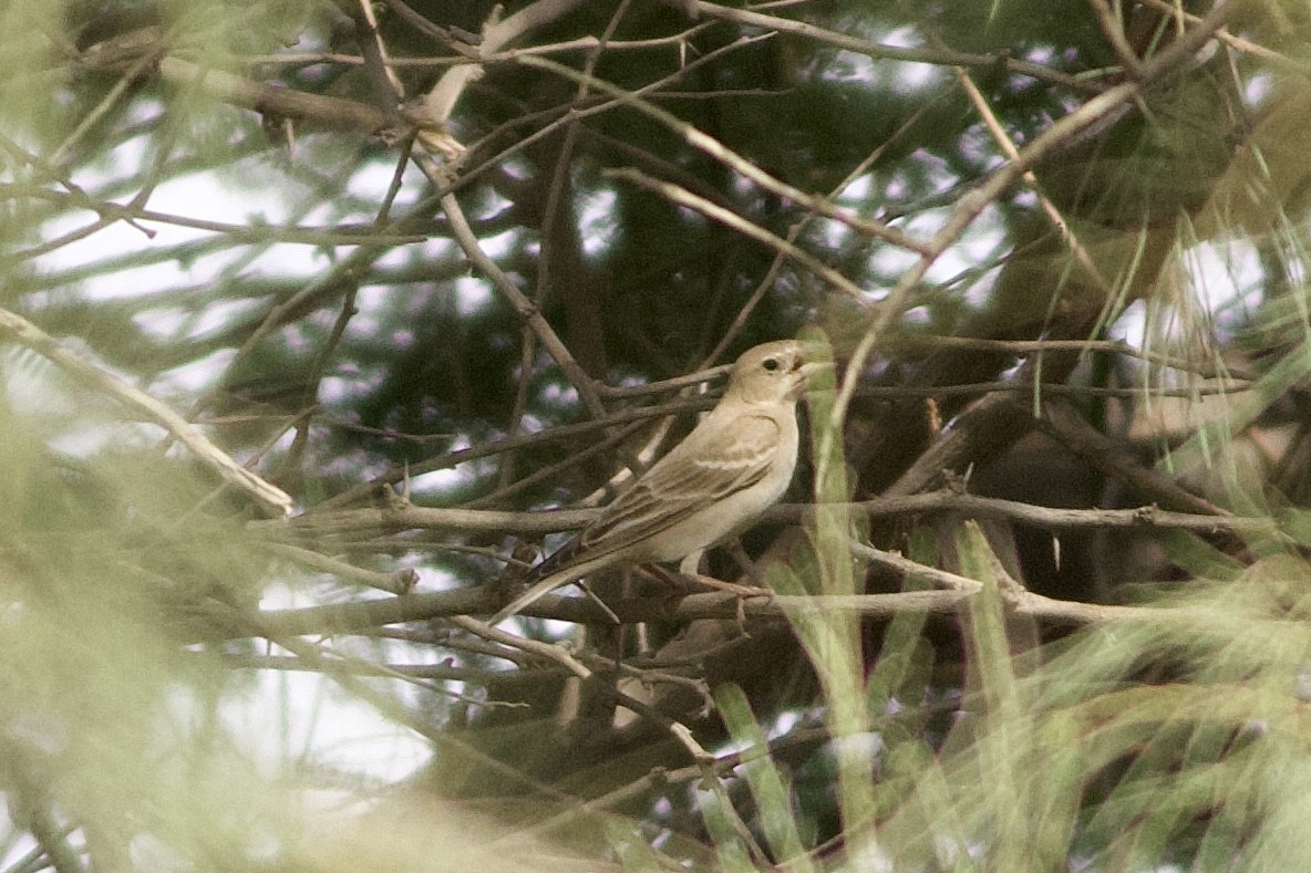 Pale Rockfinch - ML646236895