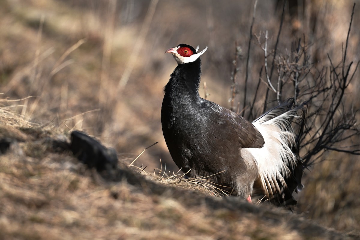 Brown Eared-Pheasant - ML646236896