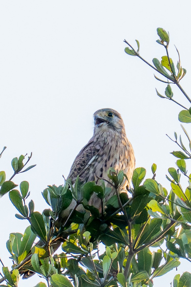 Eurasian Kestrel - ML646236897