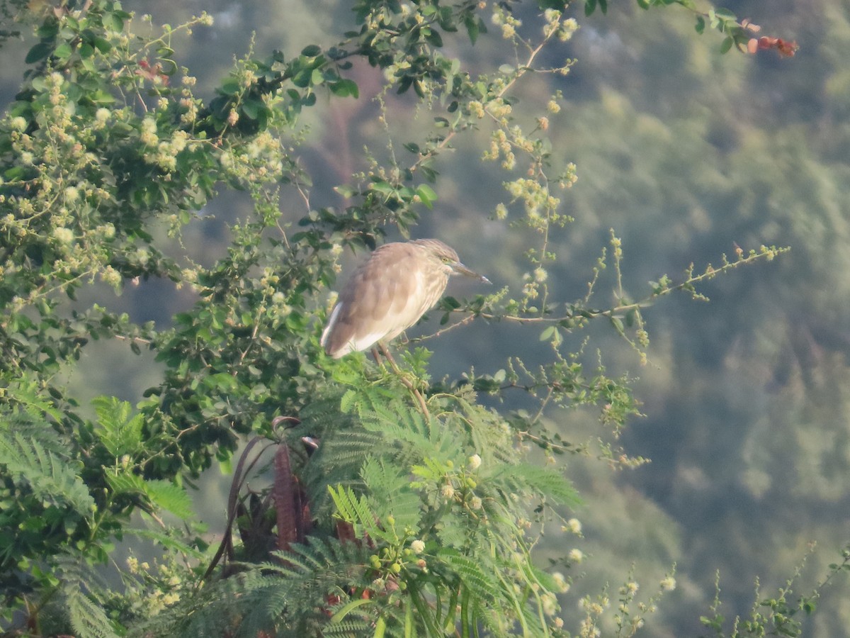 Indian Pond-Heron - ML646236898