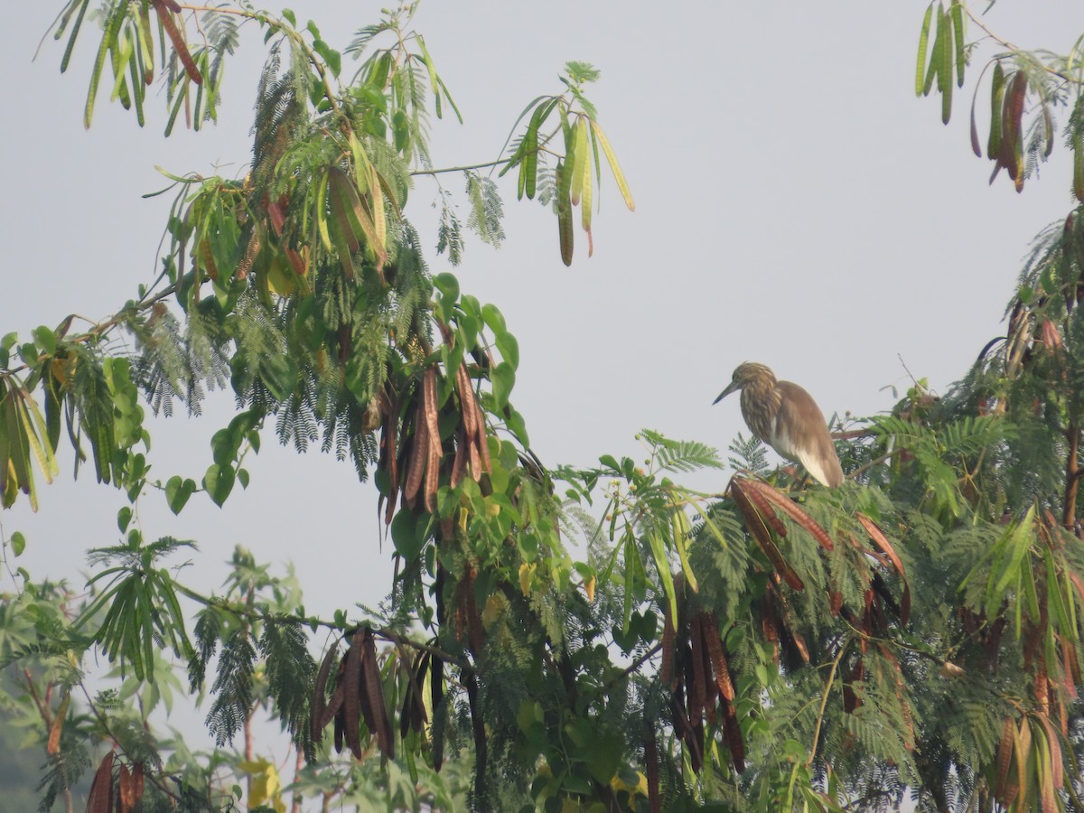 Indian Pond-Heron - ML646236903