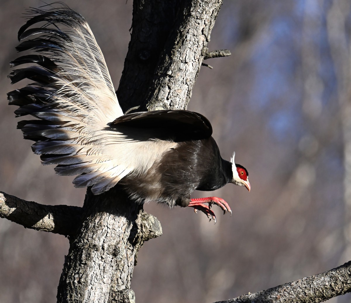 Brown Eared-Pheasant - ML646236904