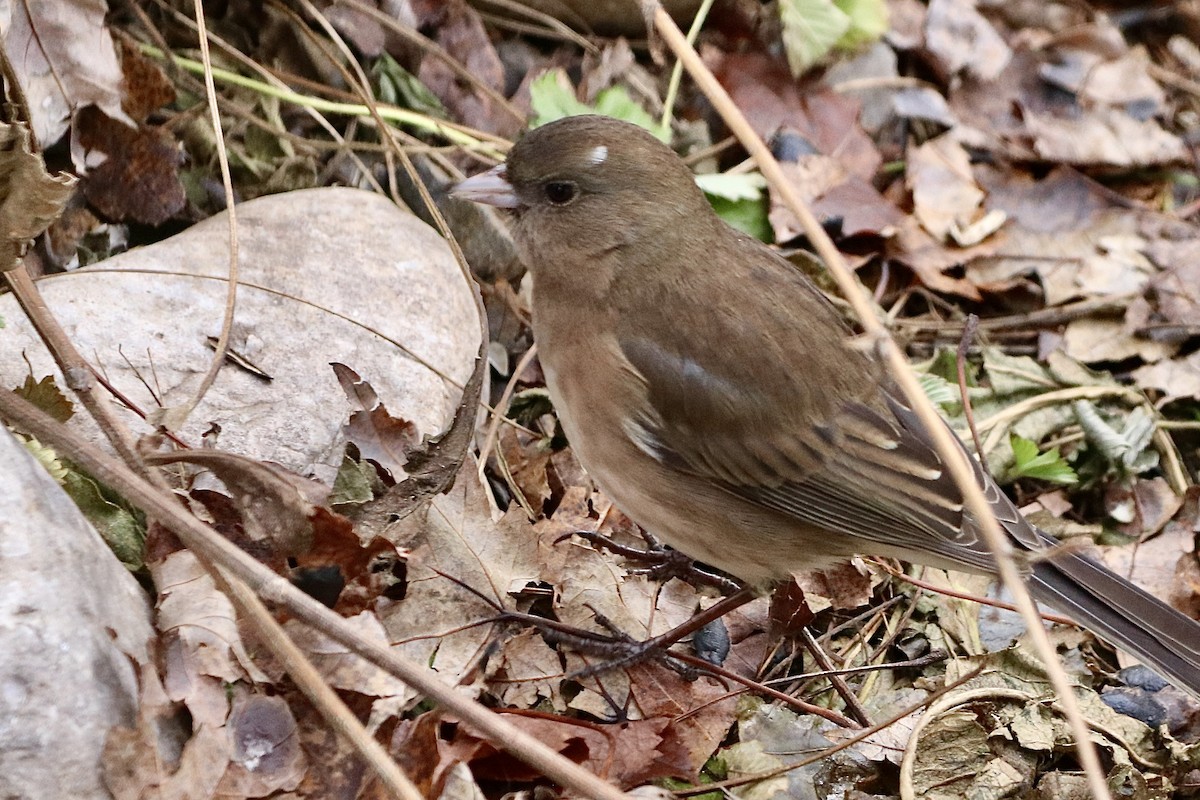 Dark-eyed Junco (Slate-colored) - ML646236922