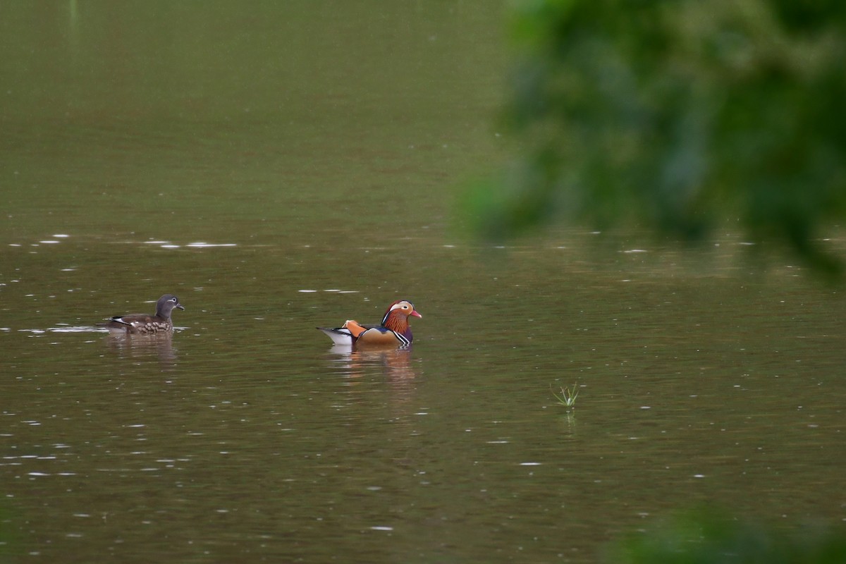 Mandarin Duck - ML646236925