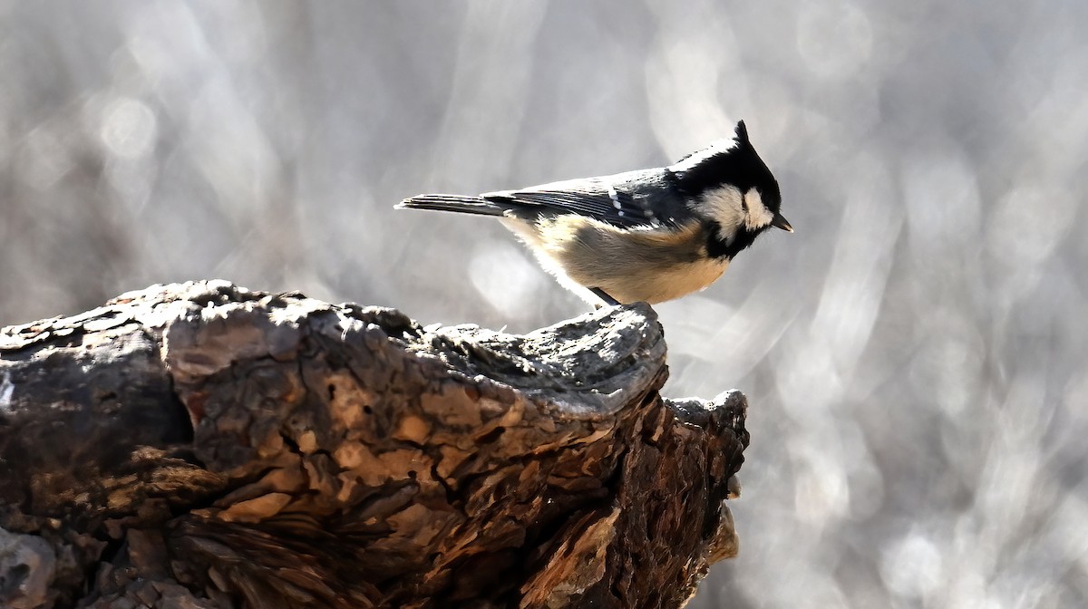 Cincia mora - ML646236927