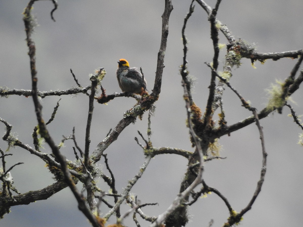 Saffron-crowned Tanager - ML646236930