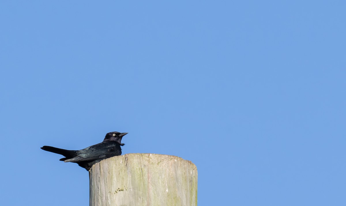 Brewer's Blackbird - ML646236933
