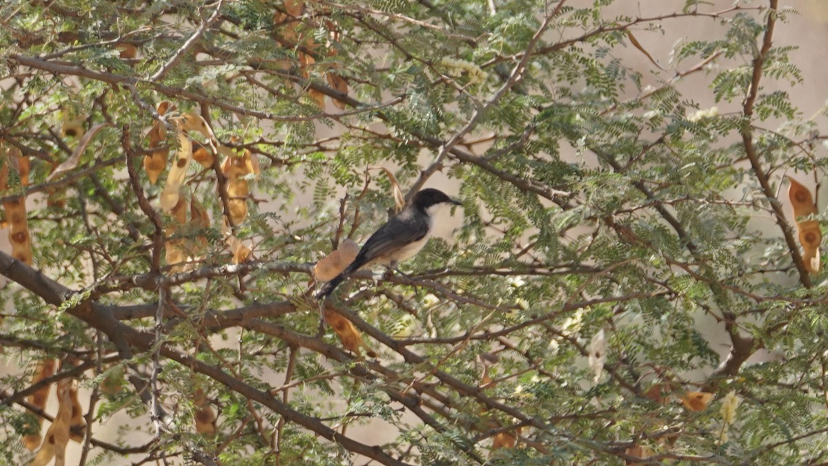 Arabian Warbler - ML646236942