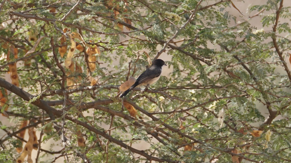 Arabian Warbler - ML646236943