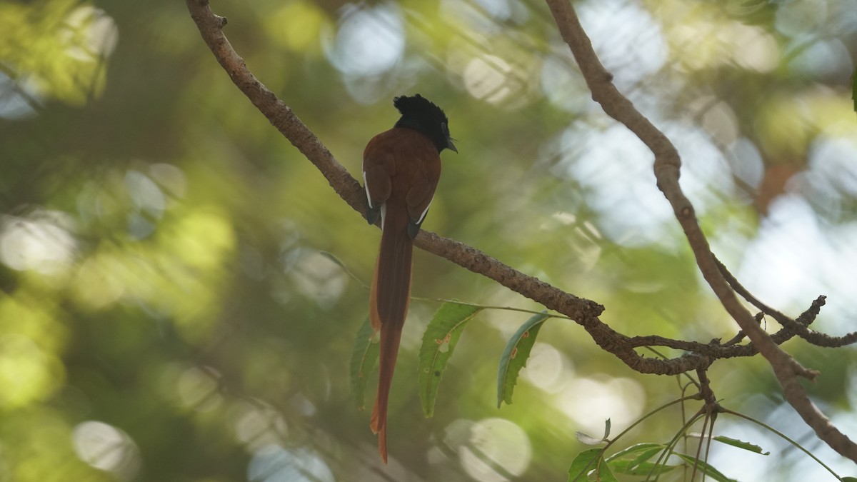 African Paradise-Flycatcher - ML646236950