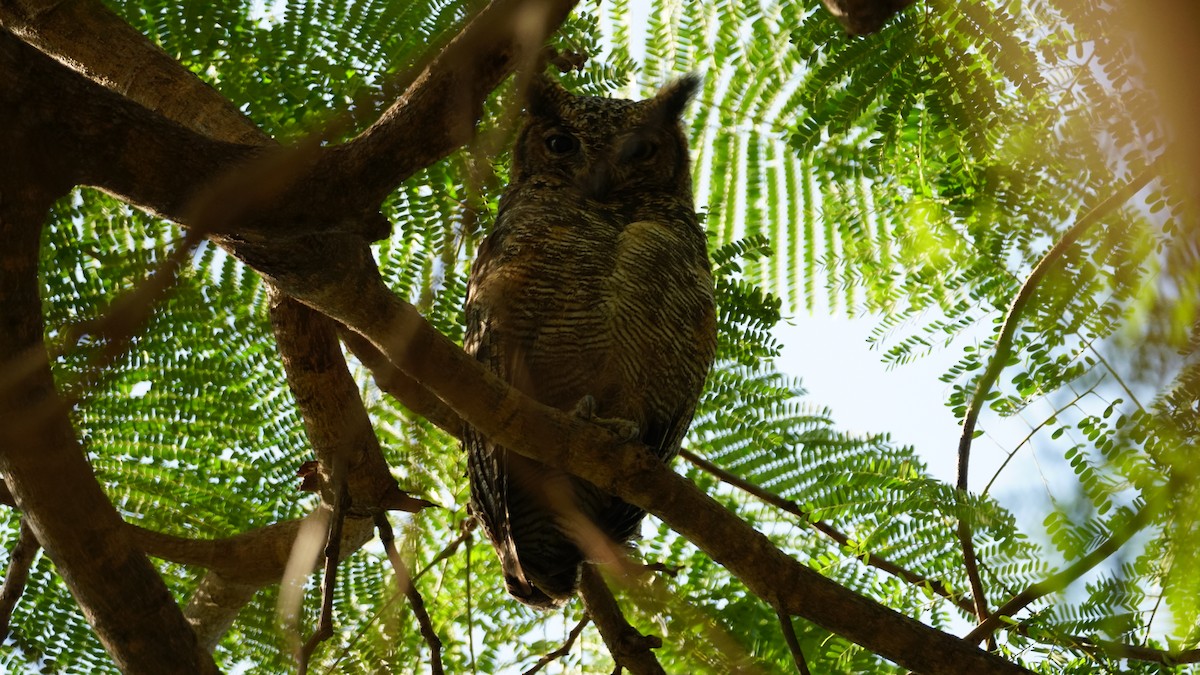 Arabian Eagle-Owl - ML646236954