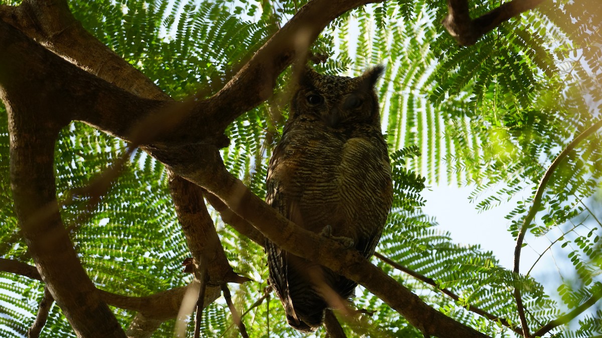 Arabian Eagle-Owl - ML646236955