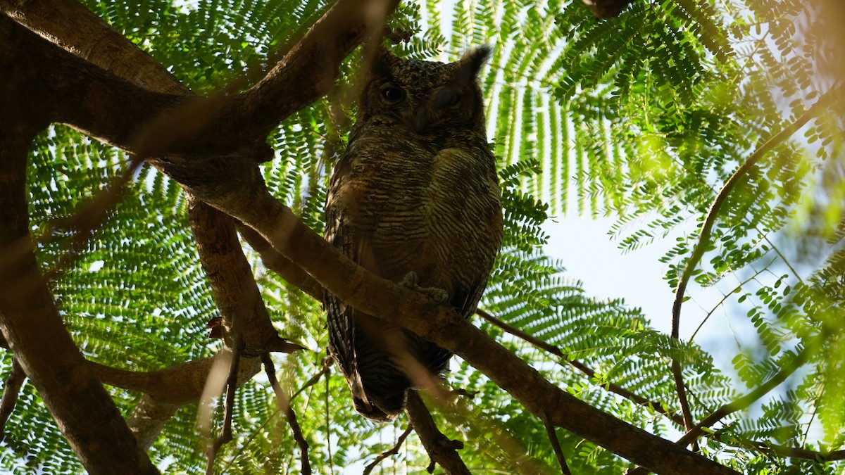 Arabian Eagle-Owl - ML646236956